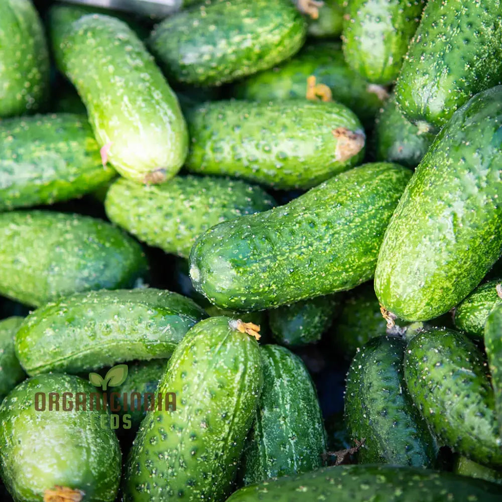 Cucumber Gherkin National Seeds For Planting Premium Quality Vegetable Home Gardeners