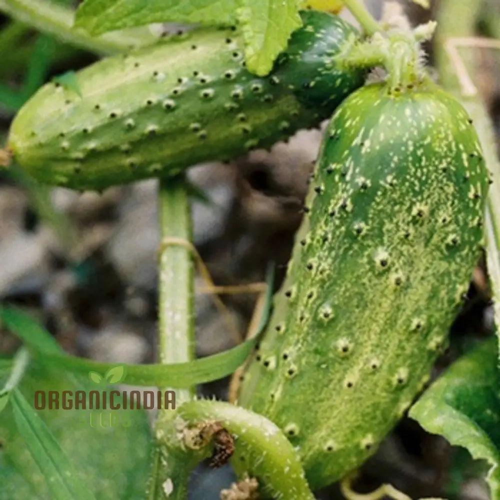 Cucumber Gherkin National Seeds For Planting Premium Quality Vegetable Home Gardeners