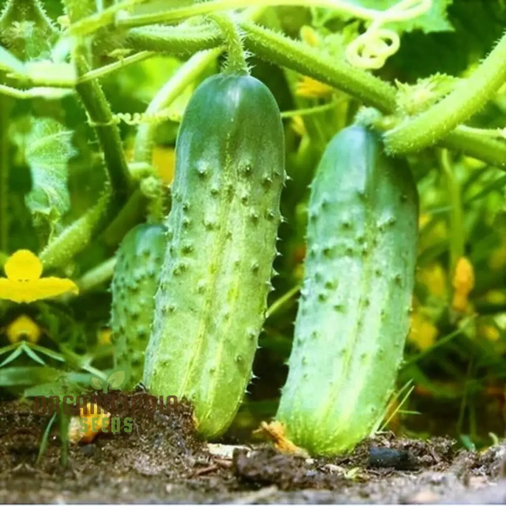 Cucumber Gherkin National Seeds For Planting Premium Quality Vegetable Home Gardeners