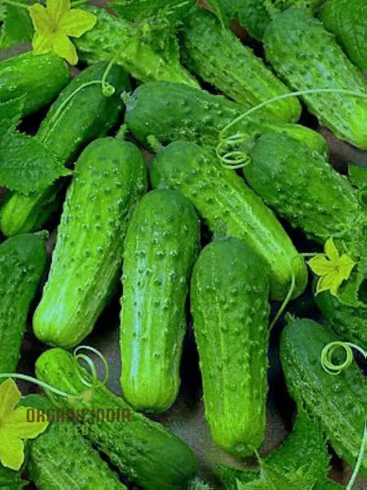 Cucumber Gherkin National Seeds For Planting Premium Quality Vegetable Home Gardeners