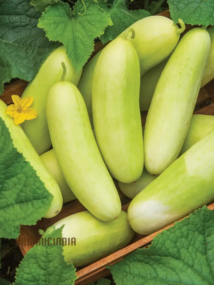 Cucumber Honey Plus Vegetable Seeds Cultivate Sweet And Crisp Cucumbers With Expert Tips For A