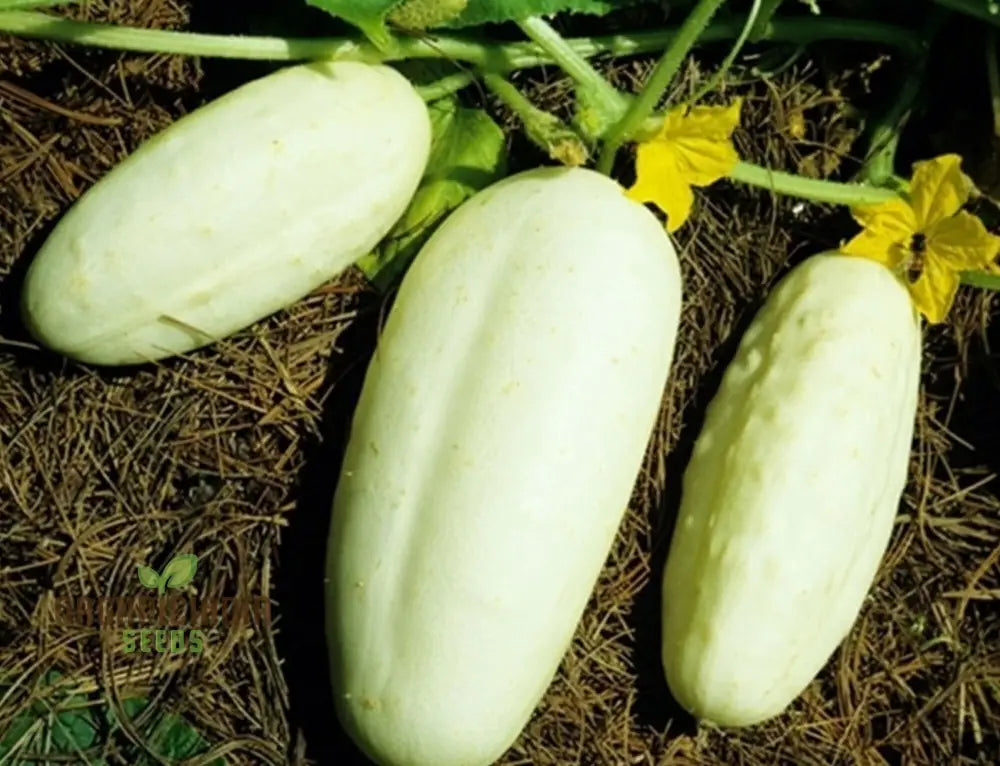 Cucumber Honey Plus Vegetable Seeds Cultivate Sweet And Crisp Cucumbers With Expert Tips For A