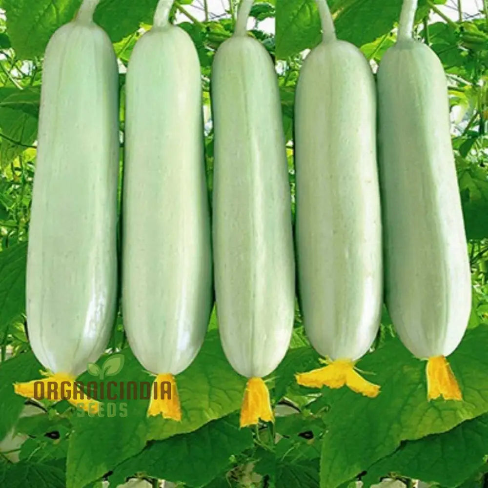 Cucumber Honey Plus Vegetable Seeds Cultivate Sweet And Crisp Cucumbers With Expert Tips For A