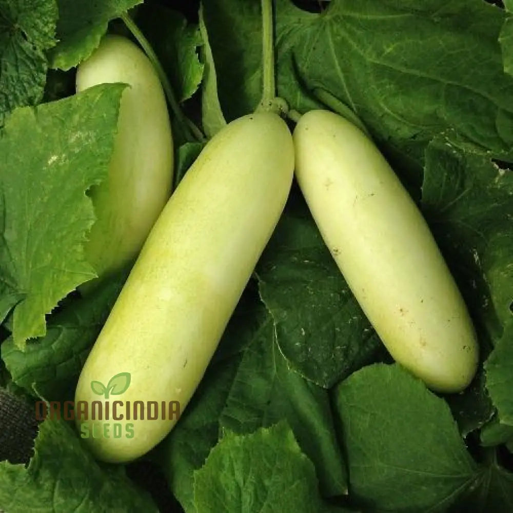 Cucumber Honey Plus Vegetable Seeds Cultivate Sweet And Crisp Cucumbers With Expert Tips For A