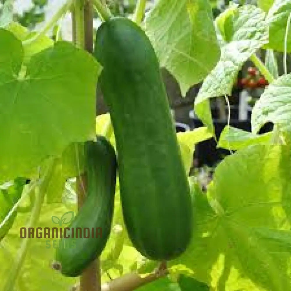 Cucumber La Diva Vegetable Seeds For Planting Premium Cucumbers Perfect Home Gardens Easy To Grow