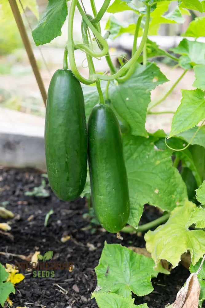 Cucumber La Diva Vegetable Seeds For Planting Premium Cucumbers Perfect Home Gardens Easy To Grow