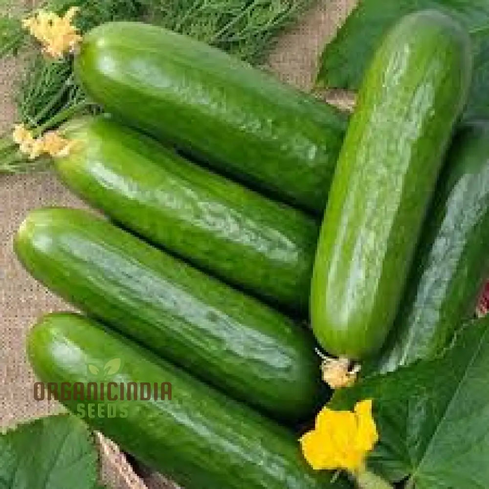 Cucumber La Diva Vegetable Seeds For Planting Premium Cucumbers Perfect Home Gardens Easy To Grow