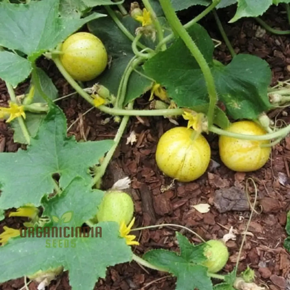 Cucumber Lemon Seeds - Grow Refreshing And Unique Lemon-Flavored Cucumbers