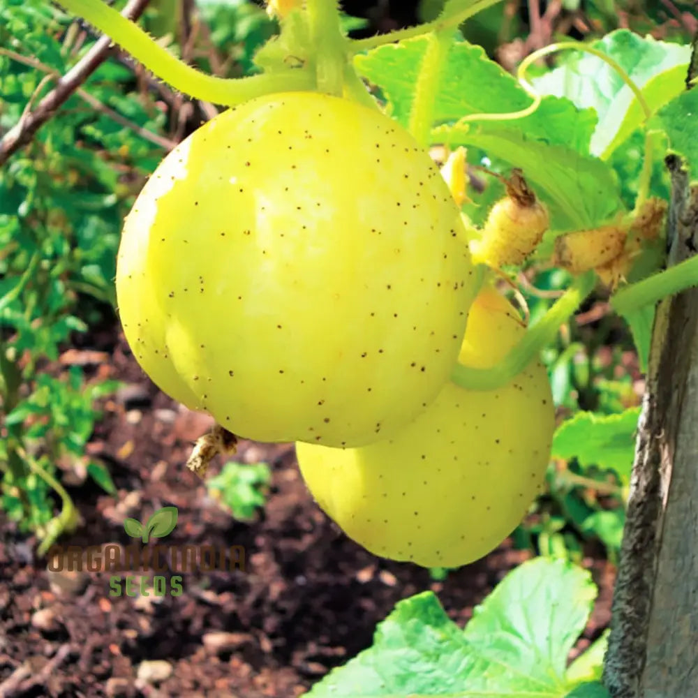 Cucumber Lemon Seeds - Grow Refreshing And Unique Lemon-Flavored Cucumbers