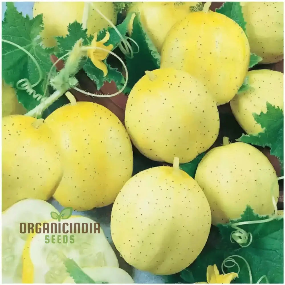 Cucumber Lemon Seeds - Grow Refreshing And Unique Lemon-Flavored Cucumbers