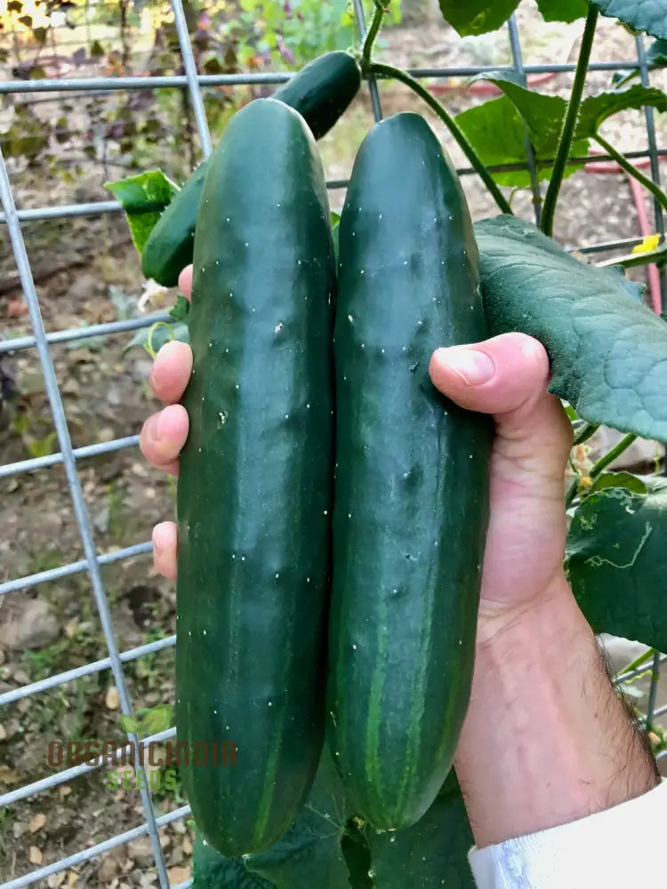 Cucumber Marketmore Seeds For Gardening Enthusiasts | Premium Quality