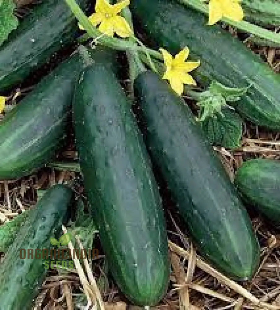 Cucumber Marketmore Seeds For Gardening Enthusiasts | Premium Quality