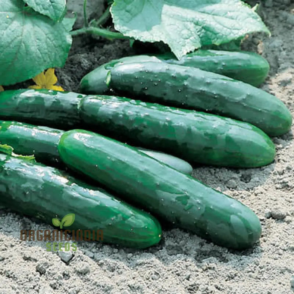 Cucumber Marketmore Seeds For Gardening Enthusiasts | Premium Quality