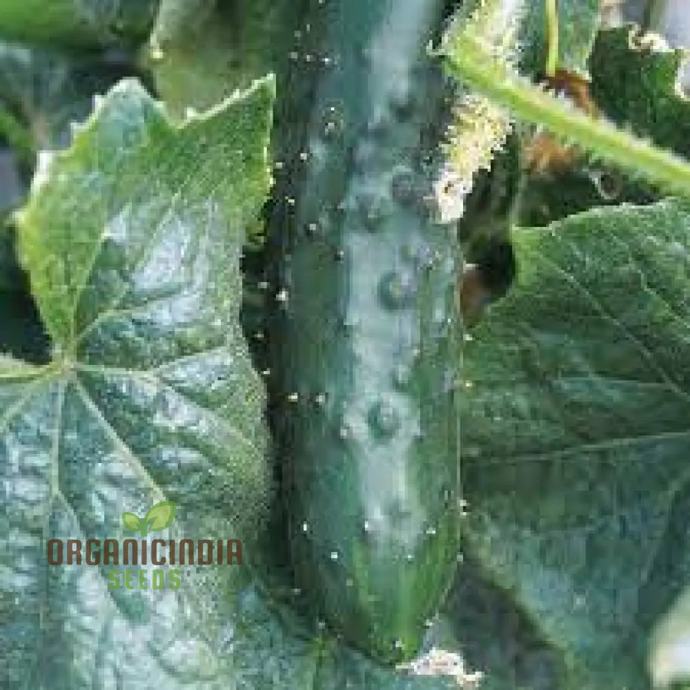 Cucumber Marketmore Seeds For Gardening Enthusiasts | Premium Quality