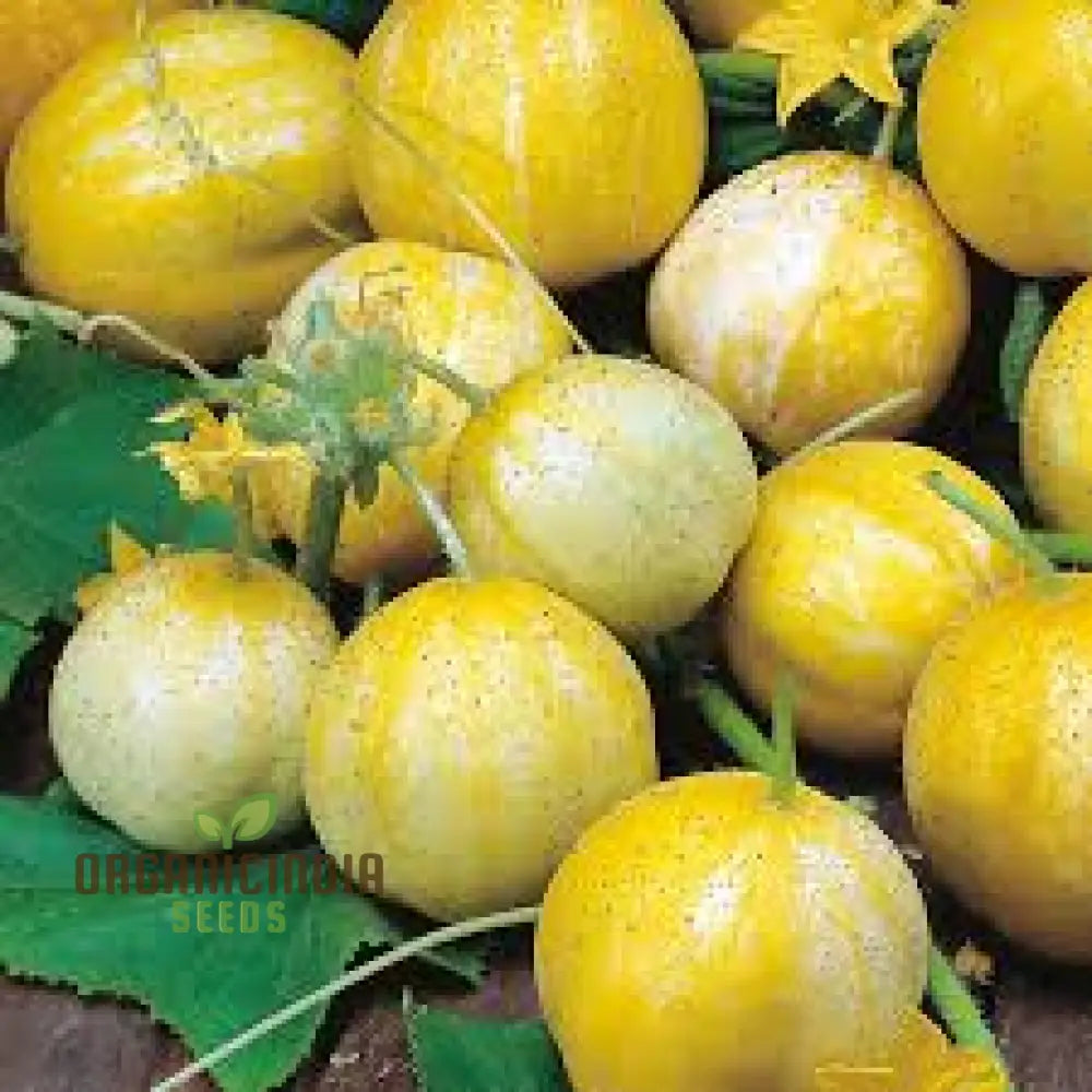 Cucumber (Outdoor) Crystal Apple Vegetable Seeds For Planting Crisp And Refreshing For Outdoor