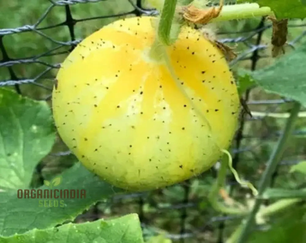 Cucumber (Outdoor) Crystal Apple Vegetable Seeds For Planting Crisp And Refreshing For Outdoor