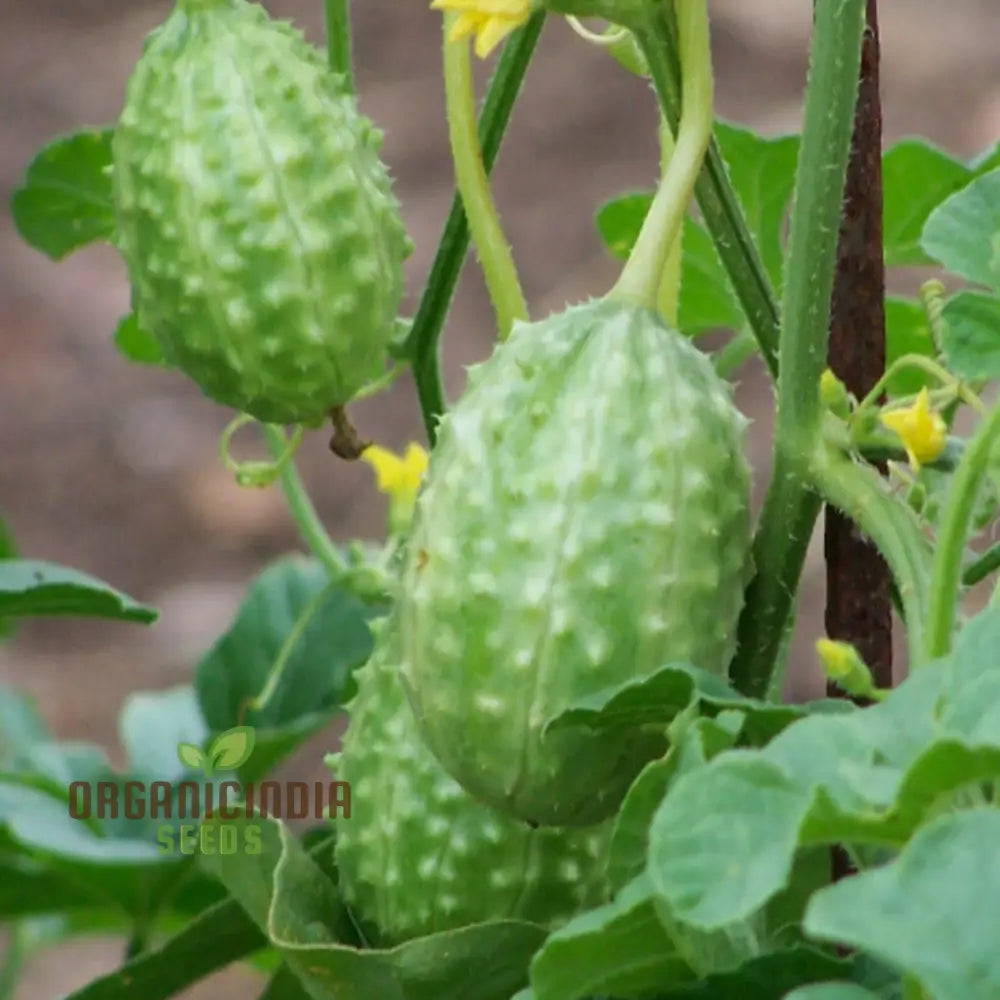 Cucumber - West Indian Gherkin Seeds For Planting & Gardening Premium Quality