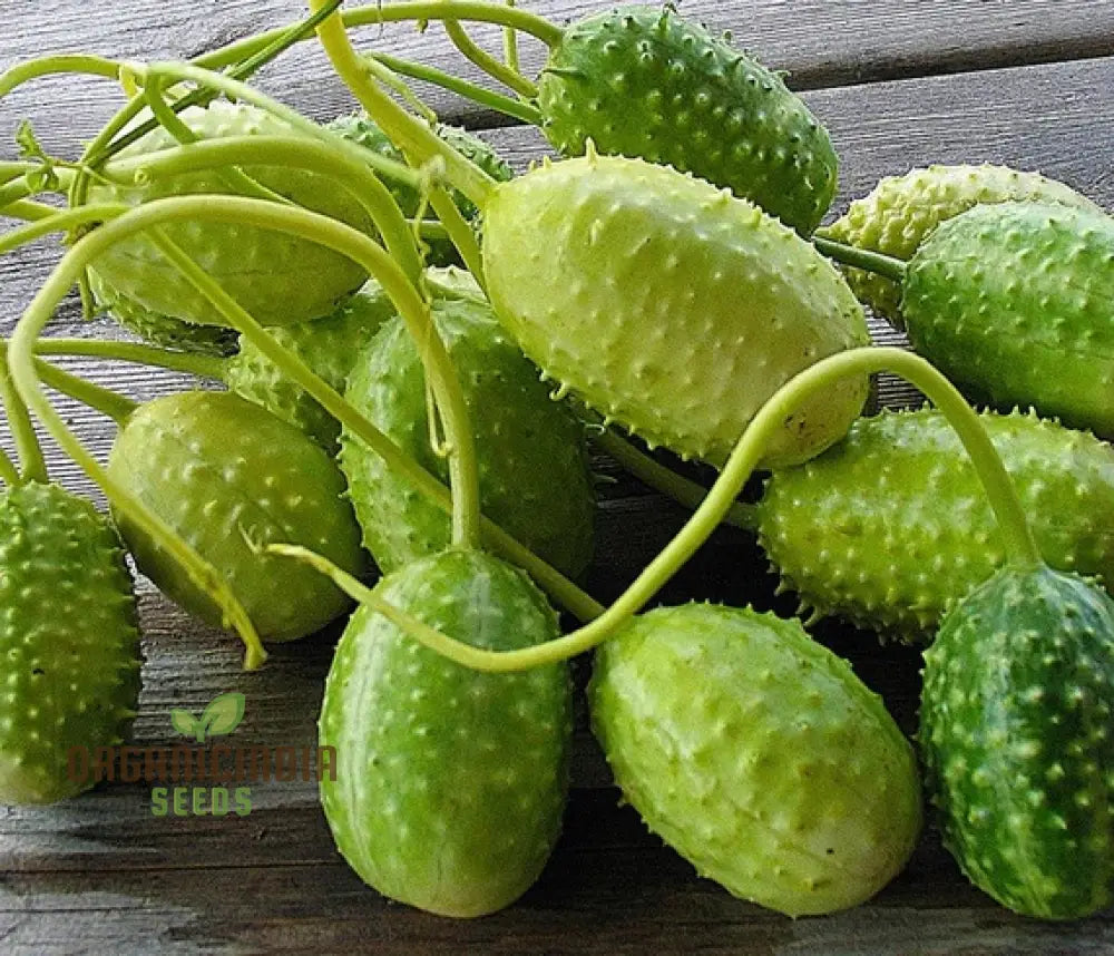 Cucumber - West Indian Gherkin Seeds For Planting & Gardening Premium Quality