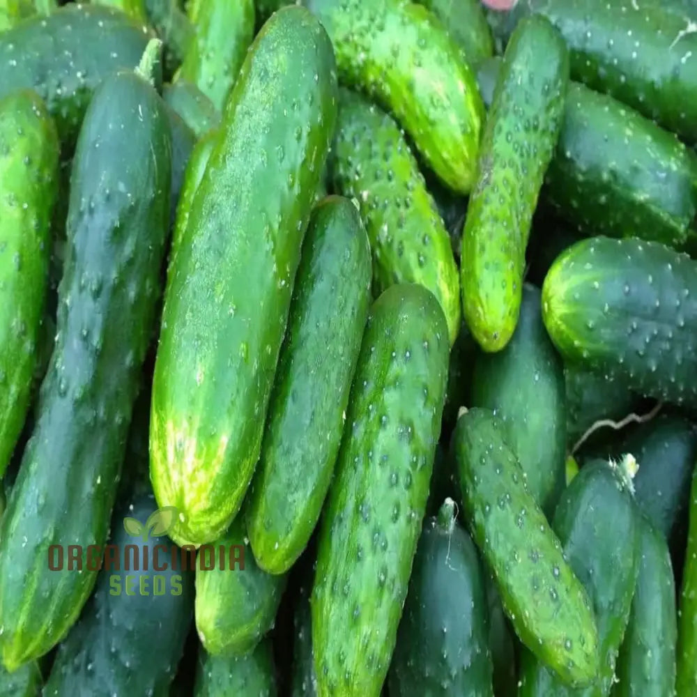 Cucumbers With Gherkin Vegetable Seeds Expert Planting And Gardening Tips For A Bountiful Harvest