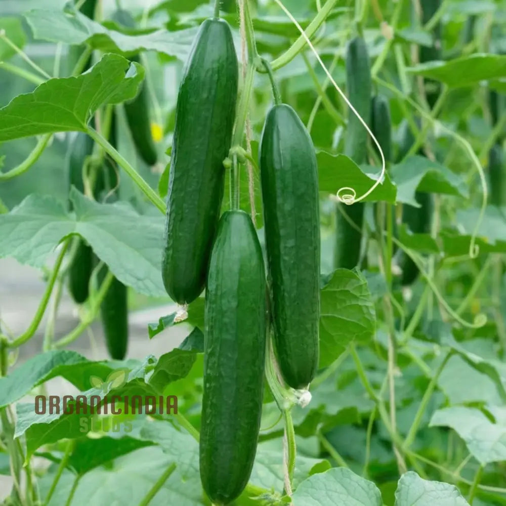 Cucumbers With Gherkin Vegetable Seeds Expert Planting And Gardening Tips For A Bountiful Harvest