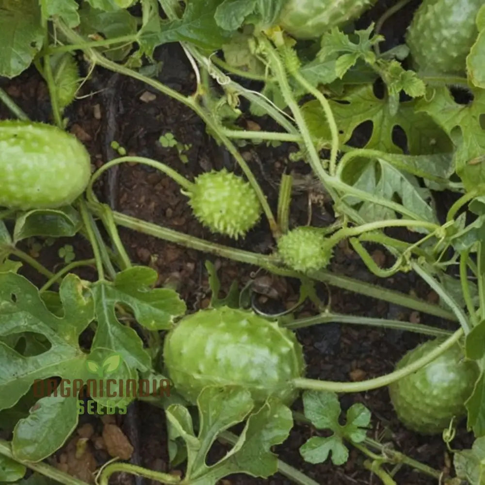 Cucumbers With Gherkin Vegetable Seeds Expert Planting And Gardening Tips For A Bountiful Harvest