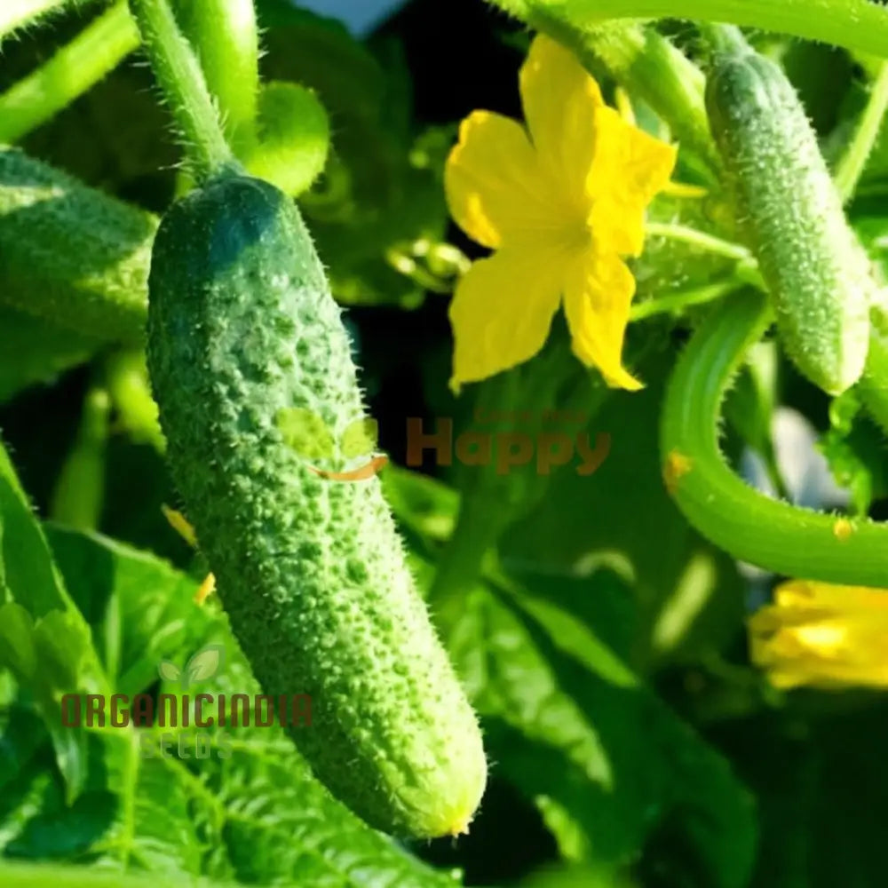 Cucumbers With Gherkin Vegetable Seeds Expert Planting And Gardening Tips For A Bountiful Harvest