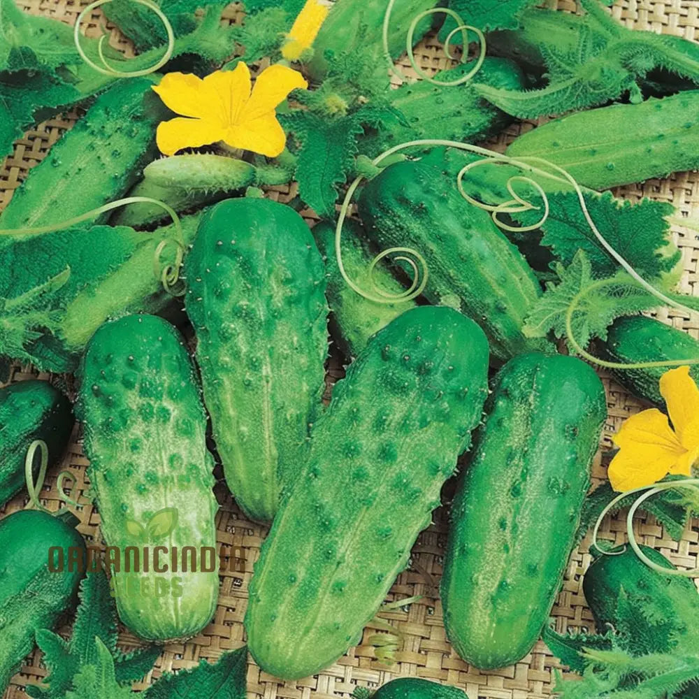 Cucumbers With Gherkin Vegetable Seeds Expert Planting And Gardening Tips For A Bountiful Harvest