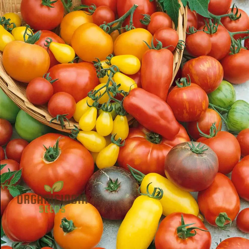 Culinary Blend Tomato Seeds - Premium Quality For Gardening | Flavorful Harvest