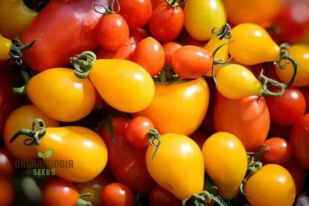 Culinary Blend Tomato Seeds - Premium Quality For Gardening | Flavorful Harvest