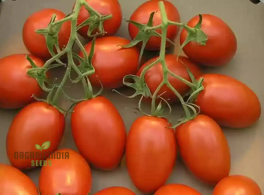 Culinary Blend Tomato Seeds - Premium Quality For Gardening | Flavorful Harvest