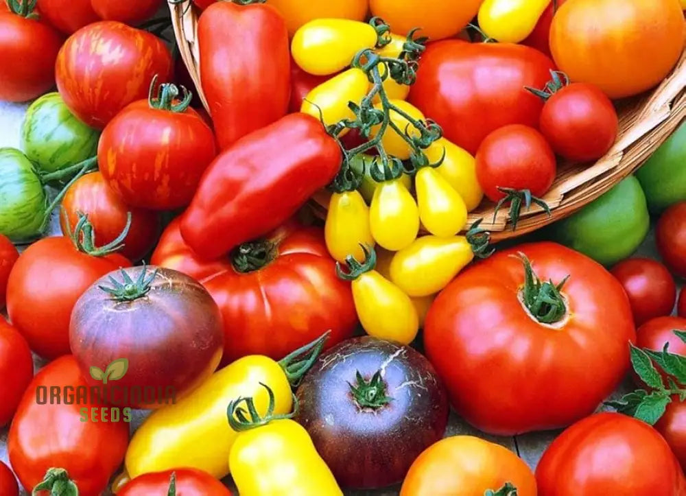 Culinary Blend Tomato Seeds - Premium Quality For Gardening | Flavorful Harvest