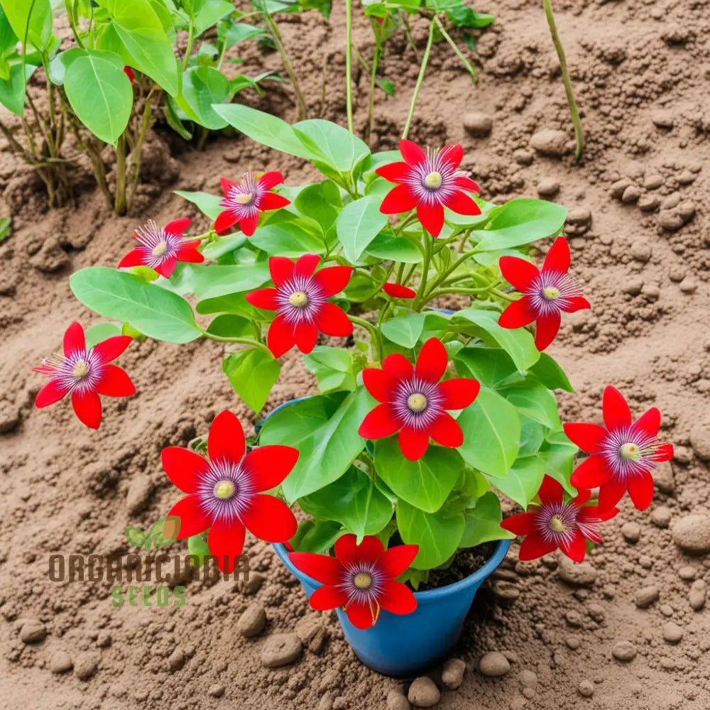 Cultivate Abundance Grow Your Own Bounty With Chayote Flower Seeds For Vibrant Plantings