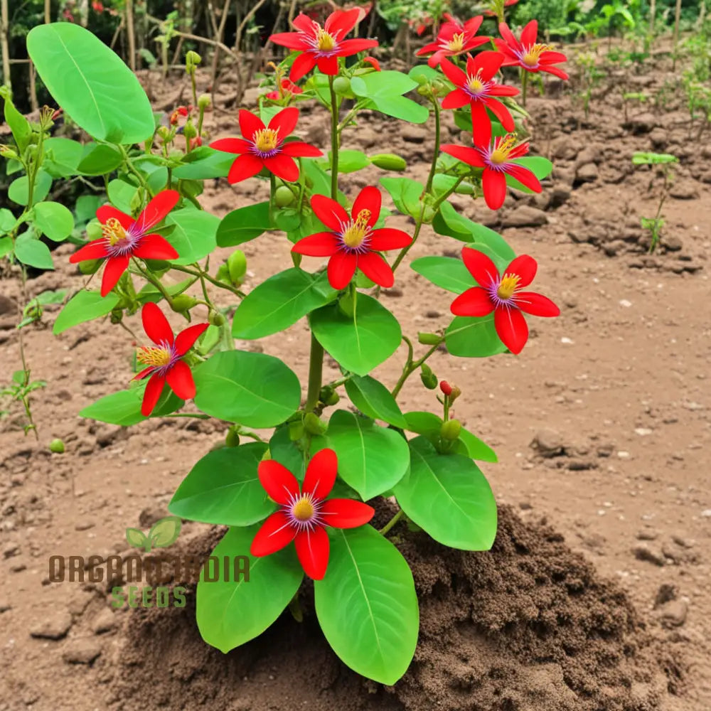 Cultivate Abundance Grow Your Own Bounty With Chayote Flower Seeds For Vibrant Plantings