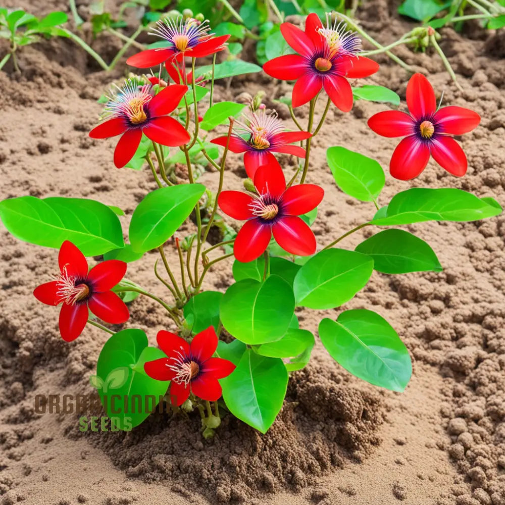 Cultivate Abundance Grow Your Own Bounty With Chayote Flower Seeds For Vibrant Plantings