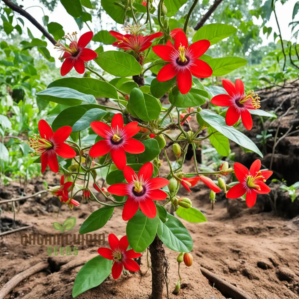 Cultivate Abundance Grow Your Own Bounty With Chayote Flower Seeds For Vibrant Plantings