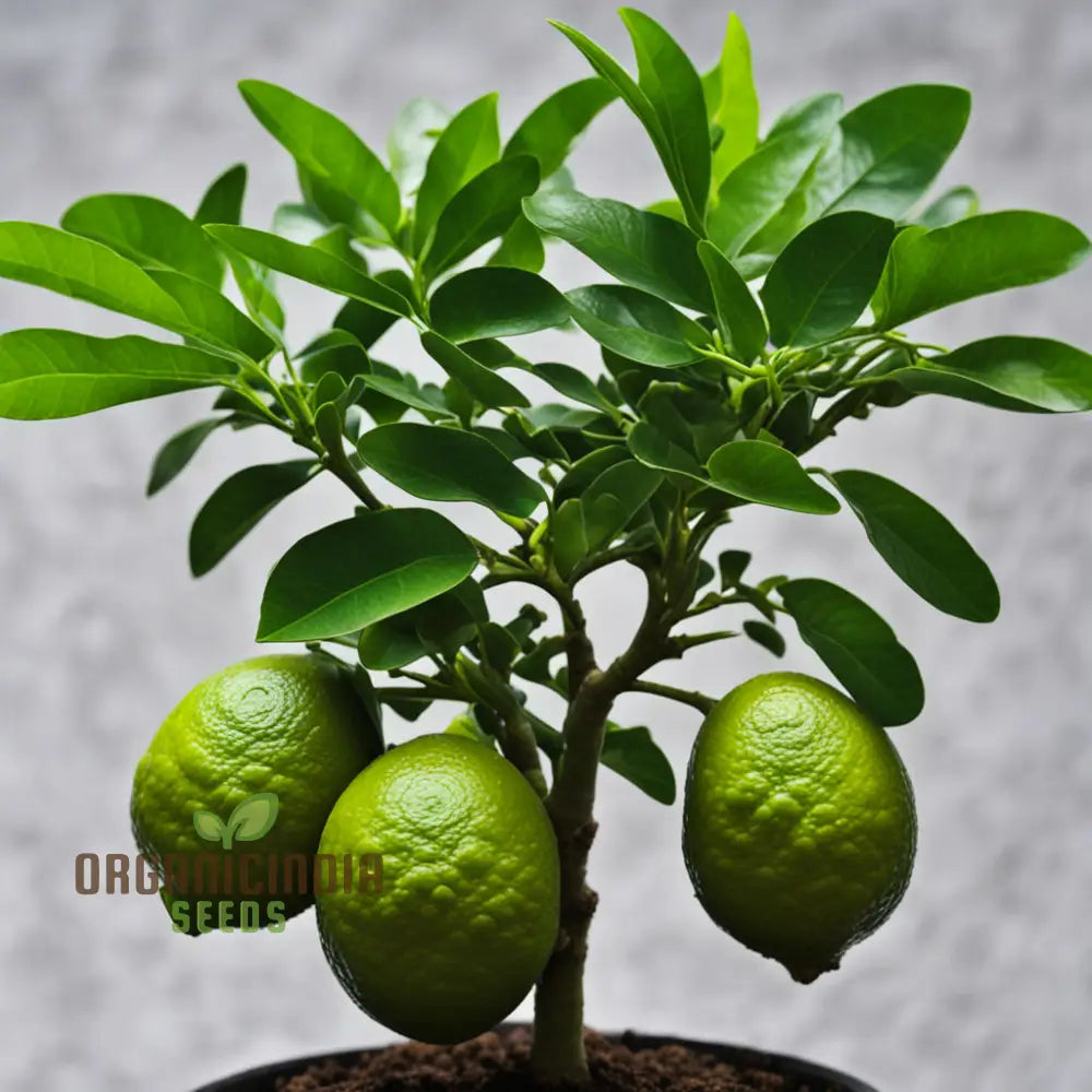 Cultivate Citrus Bliss Kaffir Lime Tree Seeds For Your Lush Garden Oasis