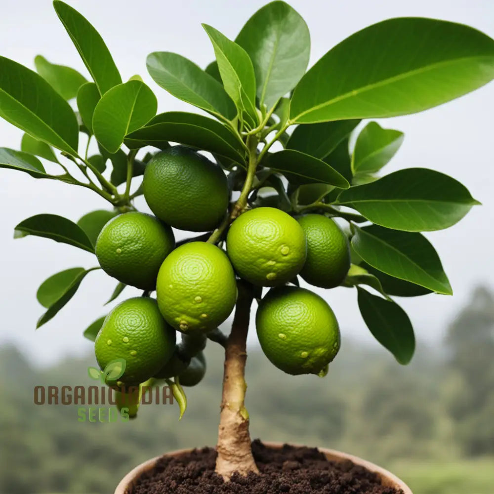 Cultivate Citrus Bliss Kaffir Lime Tree Seeds For Your Lush Garden Oasis