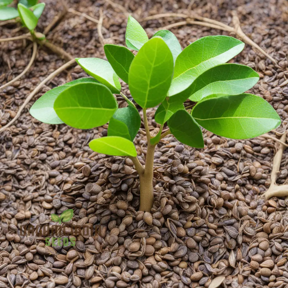 Cultivate Citrus Bliss Kaffir Lime Tree Seeds For Your Lush Garden Oasis