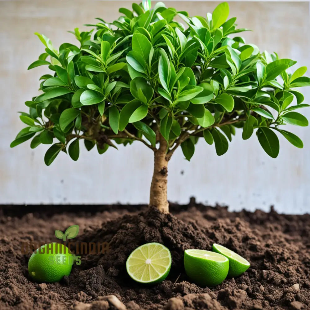 Cultivate Citrus Bliss Kaffir Lime Tree Seeds For Your Lush Garden Oasis