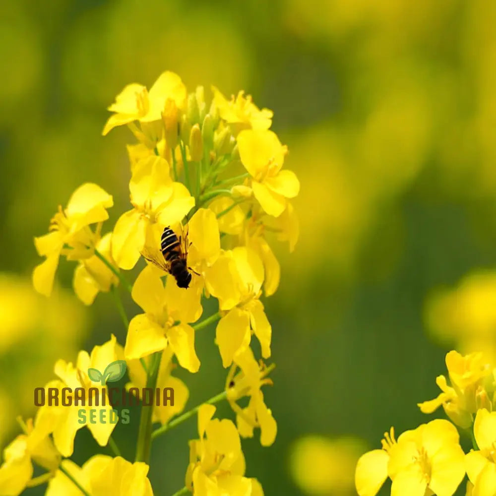 Cultivate Golden Fields Canola Flower Seeds - Premium Flowering For Planting And Gardening To