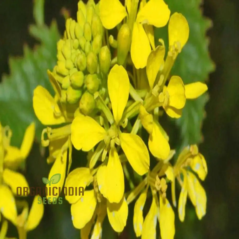 Cultivate Golden Fields Canola Flower Seeds - Premium Flowering For Planting And Gardening To