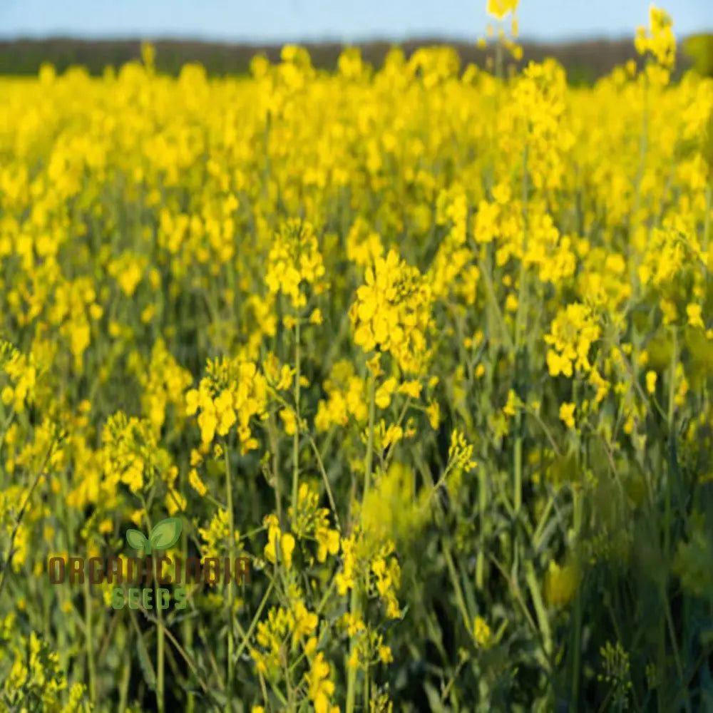 Cultivate Golden Fields Canola Flower Seeds - Premium Flowering For Planting And Gardening To