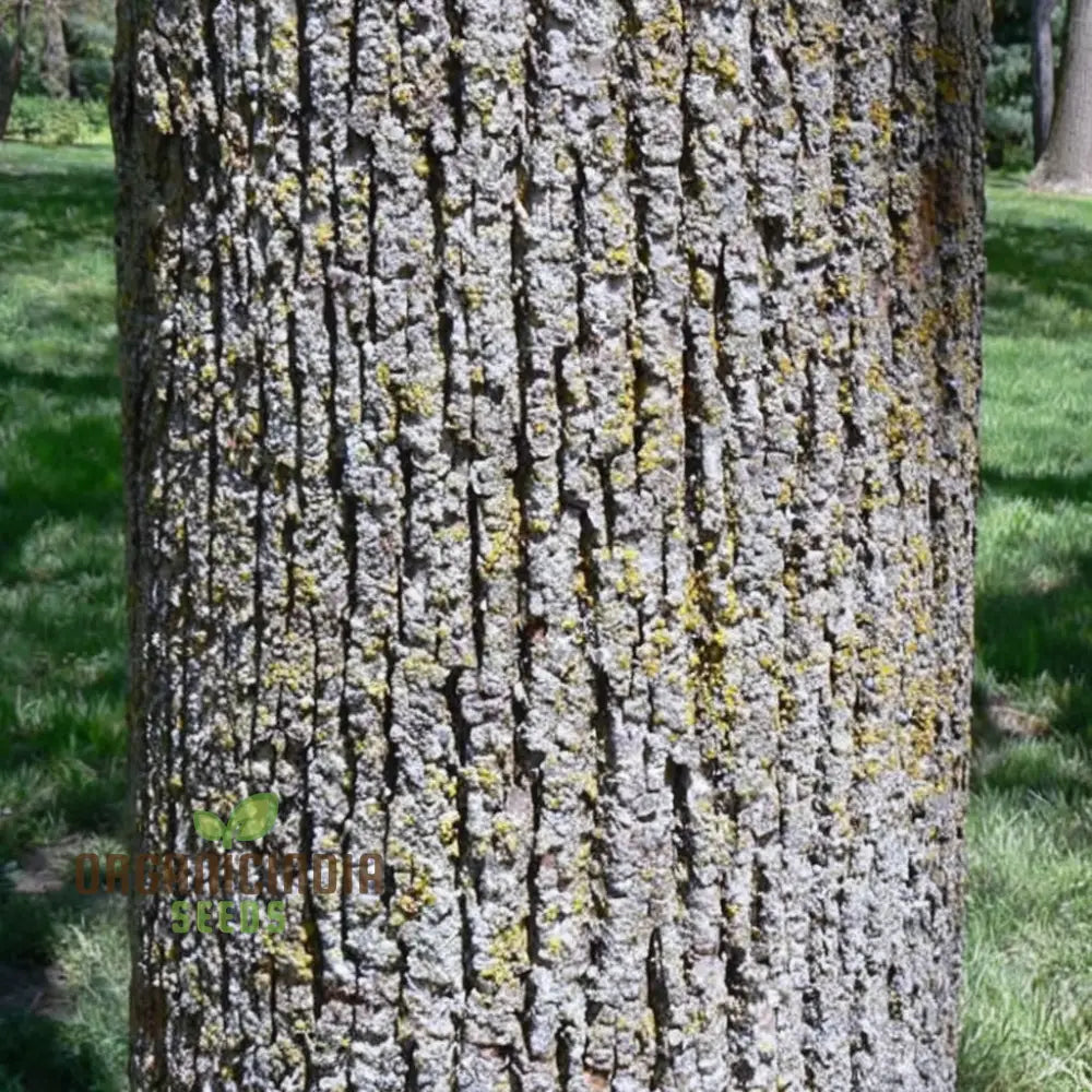 Cultivate Majestic Shade American Linden Tree Seeds (Tilia Americana) For Your Garden Plant