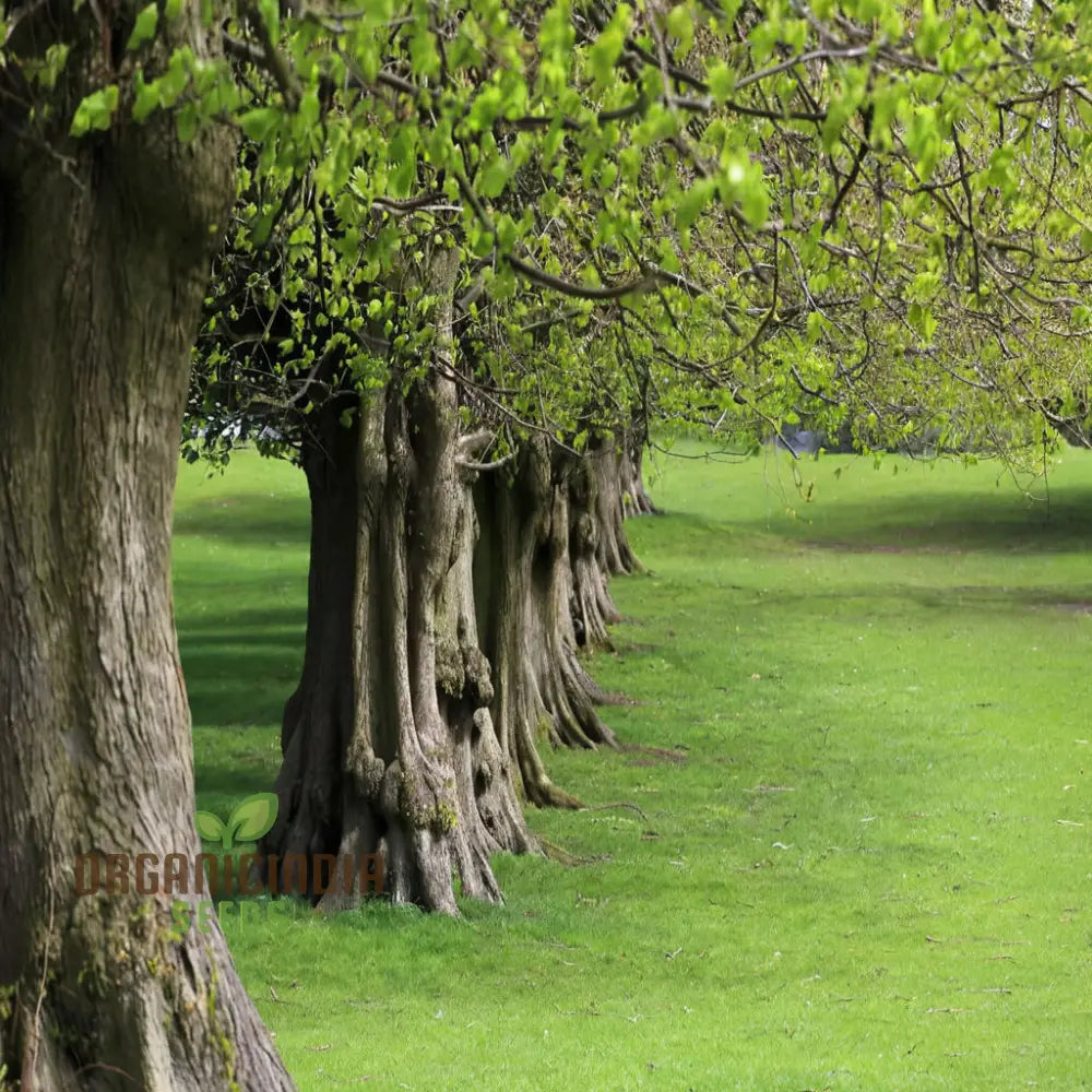 Cultivate Majestic Shade American Linden Tree Seeds (Tilia Americana) For Your Garden Plant