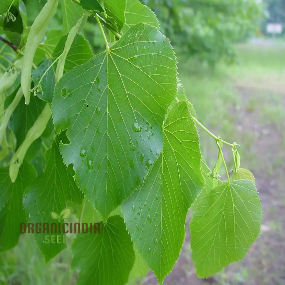 Cultivate Majestic Shade American Linden Tree Seeds (Tilia Americana) For Your Garden Plant