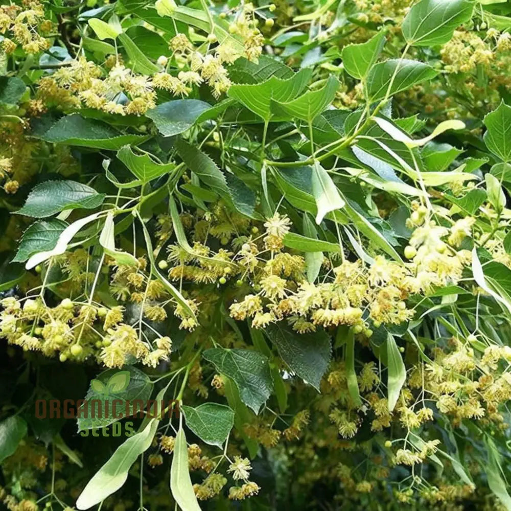 Cultivate Majestic Shade American Linden Tree Seeds (Tilia Americana) For Your Garden Plant