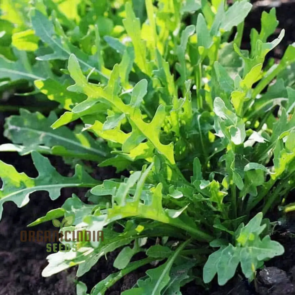 Cultivate Rocket Seeds For A Bountiful Harvest – Simplify Your Gardening Experience With