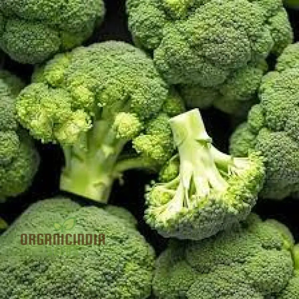 Cultivating Brassica Brilliance Growing Oleracea Vegetable Seeds With Success Leafy Greens