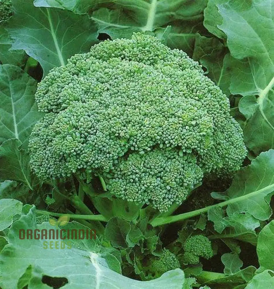 Cultivating Brassica Brilliance Growing Oleracea Vegetable Seeds With Success Leafy Greens