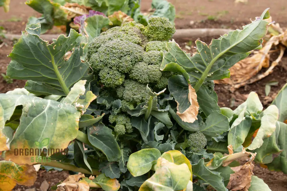 Cultivating Brassica Brilliance Growing Oleracea Vegetable Seeds With Success Leafy Greens